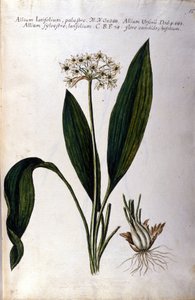Hvitløk. Herbarium fra 1800-tallet. av Unknown artist