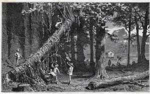Høsting av cinchonabark - Quinquina (Cinchona officinalis) av Unknown artist