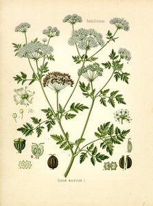 Hemlock (farge litho) av Unknown artist
