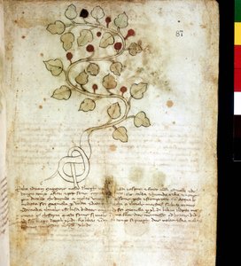 Urt "" Idriam Maggiore "" "eller gress" "i form av en enkel knute" "". Botanisk styre, Rimini kommunale bibliotek av Unknown artist