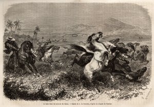 Flokker med muldyr og hester streifer rundt i frihet på slettene i Cauca (Colombia), oppdrettere grupperer seg for å fange beist med lasso (eller zoga, langt lærtau). Gravering for å illustrere reisen til New Granada, av Dr. Saffray, i 1869, publisert i "" av Unknown artist