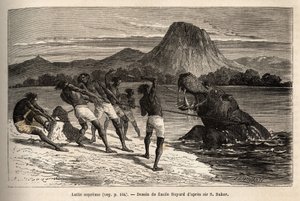 Flodhest på jakt med Houarti-stammen, med harpuner og spyd, de rasende dyrene laster og gjør motstand. Gravering for å illustrere utforskningen av de abessiniske sideelvene til Nilen, av Sir Samuel W. Baker, i 1861-62, publisert i "" Le tour du m av Unknown artist