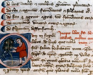 Hagebruk: høsting av frukt. Detalj. Manuskriptside (MS.s.vi) "" Agrarian Treat "" av Pietro de Crescenzi (Crescent Stone eller Crescens Stone) (1233-1320) 1300-tallet Cesena, Biblioteca Malatestiana av Unknown artist