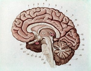 Menneskelig hjerneseksjon med cerebrale hemisfærer og lillehjernen (gravering av Unknown artist