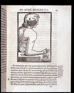 Menneskets sansesystem kobles til hjernen - i "Rene Descartes' mann og dannelsen av fosteret", Paris av Unknown artist