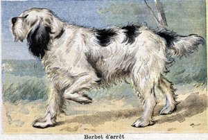 Jakthund: Stopp Barbet av Unknown artist
