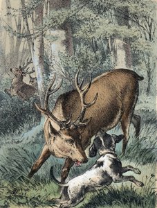 Illustrasjon av Franz Hoffmanns fortellinger "" Tales and Fables - "" De 2 hjortene"": en hjort løper bort og den andre slåss med en hund. Kromolitografi fra 1800-tallet. av Unknown artist