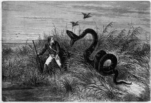 Incident in the savannah of a duck hunt. Excerpt from “” Journey to French Guiana”” by Frederic Bouyer, captain of fregate. Engraving in “” L