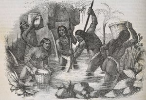 Indianere fra øya Hispaniola panorerer etter gull av Unknown artist