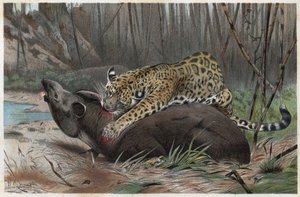 Jaguar (Panthera onca) - gravering fra "" Brehm