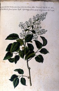 Jasmingren. Tallerken fra et herbarium fra 1600-tallet av Unknown artist