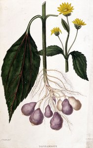 Jordskokk - botanisk bord av Unknown artist