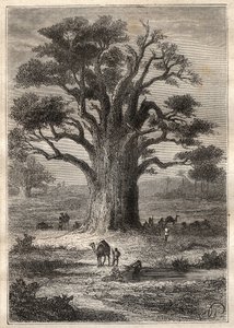 Reise (1798) av Frederic Conrad (Konrad) Hornemann (1772-1801) til Fezzan (Libya): en baobab - illustrasjon hentet fra "" The Great Mariners of the 18th century""" av Unknown artist