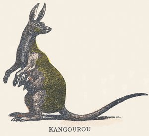 K: kenguru av Unknown artist