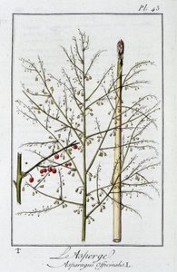 Asparges (Asparagus Officinalis) - i "Øvelser i botanikk for bruk av handelsmenn", redigert av J.C. Philibert, Imprimerie de Crapelet, Paris av Unknown artist