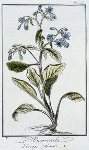 Borage (Borago Officinalis) - i "Øvelser i botanikk for bruk av handelsmenn", skrevet av J.C. Philibert, Imprimerie de Crapelet, Paris av Unknown artist