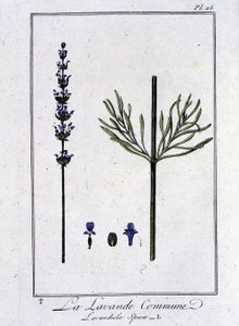 Vanlig lavendel (Lavandula Spica) - i "Øvelser i botanikk for handelsmenn", skrevet av J.C. Philibert, Imprimerie de Crapelet, Paris av Unknown artist
