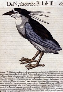 La bihoreau i Historia Animalium av Conrad Gesner (1516 - 1565), Tiguri av Unknown artist