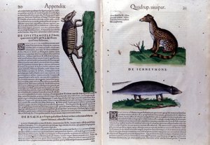 La civette, la hyene og la mangouste, i History of Animals av Conrad Gesner (1516 - 1565), Tiguri av Unknown artist
