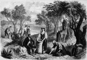 Plukke oliven i Italia av Unknown artist