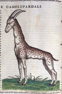 En giraff. i Historia Animalium av Conrad Gesner (1516 - 1565), Tiguri av Unknown artist
