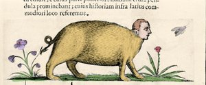 La manticore - i "Om naturen til monstrenes årsaker bok to" av Fortunio Skjønt av Unknown artist