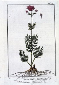 Vill valerian - i "Exercise in botany for the use of traders"" av J.C. Philibert, imp. fra Crapelet, Paris av Unknown artist