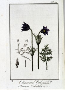 Anemone pulsatilla - i "Øvelser i botanikk for bruk av handelsmenn", skrevet av J.C. Philibert, Imprimerie de Crapelet, Paris av Unknown artist