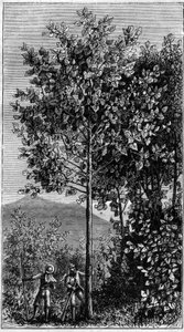 Cinchona-treet (Cinchona officinalis). Gravering i "" Nature" av Unknown artist