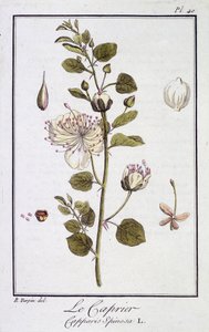 Caprieren (Capparis Spinosa) - i "Øvelser i botanikk for bruk av handelsmenn", redigert av JC Philibert, Imprimerie de Crapelet, Paris av Unknown artist
