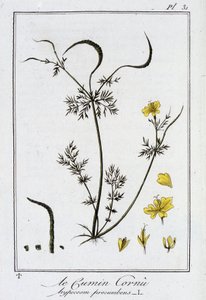 Horned Cumin (Hypecoum procumbens) - i "Exercises in botany for the use of traders", redigert av J.C. Philibert, Imprimerie de Crapelet, Paris av Unknown artist