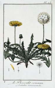 Den vanlige løvetann (Leontodon caraxacum) - i "Øvelser i botanikk for bruk av handelsmenn", skrevet av J.C. Philibert, Imprimerie de Crapelet, Paris av Unknown artist