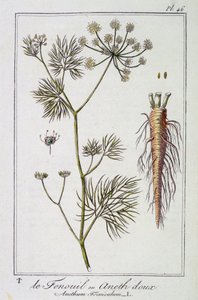 Fennikelen eller søt dill (Anethum Foeniculum) - i "Øvelser i botanikk for bruk av handelsmenn", redigert av J.C. Philibert, Imprimerie de Crapelet, Paris av Unknown artist