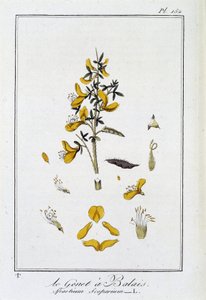 Le Genet a Broom (Spartium Scoparium) - i "Øvelser i botanikk for bruk av handelsmenn", redigert av J.C. Philibert, Imprimerie de Crapelet, Paris av Unknown artist