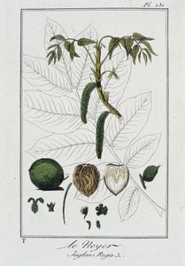 Le Noyer (Juglans Regia) - i "Øvelser i botanikk til bruk for handelsmenn", skrevet av J.C. Philibert, imp. Crapelet, Paris av Unknown artist