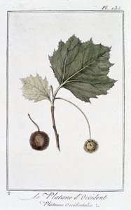 The Western Plane (Platanus occidentalis) - i "Øvelser i botanikk for bruk av handelsmenn", redigert av JC Philibert, Imprimerie de Crapelet, Paris av Unknown artist