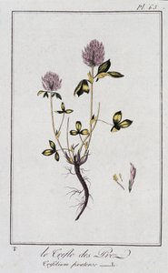 Le Clover des Meadows (Trifolium pratense) - i "Øvelser i botanikk for bruk av handelsmenn", redigert av J.C. Philibert, Imprimerie de Crapelet, Paris av Unknown artist