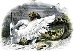 Le ceraste (Vipera cerastes) - Plate fra naturhistorie av Bernard Germain de Lacepede (1856-1925), utgave P.Furme, Paris av Unknown artist