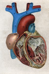 Le coeur.in "" Den nye naturlige medisinen"" av F.E. Bilz. 1898. av Unknown artist