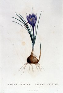 Safranen (Crocus sativus) etter Botanique di J. Rousseau, Paris 1822. av Unknown artist
