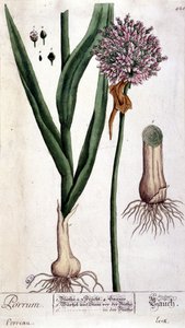 Purre - botanisk bord av Unknown artist