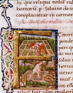 Lettrine F fra kapittelet om hagebruk: scener med stranding og vanning. Miniatyr hentet fra "" De re rustica"" av agronomen Lucius Iunius Moderatus Columella (1. århundre) (Ms.E-39). 1400-tallet. Roma, Biblioteca Vallicelliana av Unknown artist