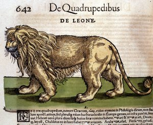 Løve etter Historia Animalium av Conrad Gesner, Tiguri 1560. Biblioteca Nazionale Braidense. Milan av Unknown artist