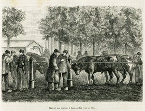 Husdyrvandring i Leeuwarden (Nederland). Gravering for å illustrere historien La Frise, basert på et forhold til en nederlandsk avis, i le tour du monde 1886, regissert av Edouard Charton (1807-1890), Hachette, Paris. av Unknown artist