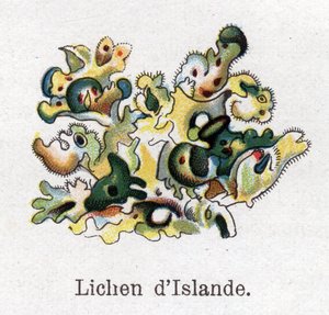 Medisin- og matbotaniske planter: Islandsk lav. Gravering i "" La medication naturelle"", av Friedrich Eduard Bilz (1842-1922) av Unknown artist