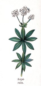 Medicinal and food botanical plants: asperula. Engraving in “” La medication naturelle””, by Friedrich Eduard Bilz (1842-1922) av Unknown artist