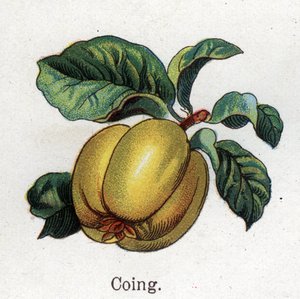 Medicinal and food botanical plants: quince. Engraving in “” La medication naturelle””, by Friedrich Eduard Bilz (1842-1922) av Unknown artist