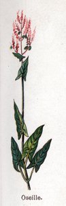 Medisin og mat botaniske planter: sorrel. Gravering i "" La medication naturelle"", av Friedrich Eduard Bilz (1842-1922) av Unknown artist