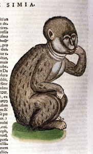 Ape etter Historia Animalium av Conrad Gesner, Tiguri 1560. Biblioteca Nazionale Braidense. Milan av Unknown artist