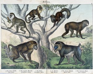 Monkeys: monkeys... - i “” Natural histories of pattedyr””, red. Schreiber av Unknown artist